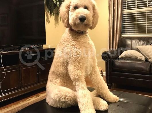 Labradoodle Mini Standart Dev Orjinal Kırmızı Safkan Garantili görsel