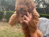 6 Aylik Di̇şi̇ Toy Poodle Yavrumuz