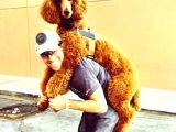 Labradoodle Mini Standart Dev Orjinal Kırmızı Safkan Garantili