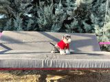Tek Resmî Üreti̇ci̇si̇nden Mi̇nyatür Schnauzer Yavrular