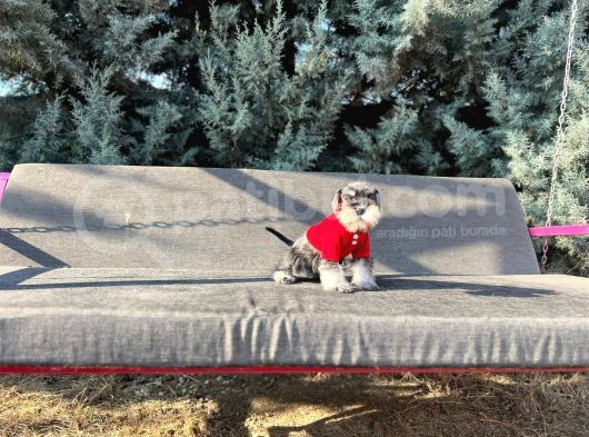 Tek Resmî Üreti̇ci̇si̇nden Mi̇nyatür Schnauzer Yavrular görsel