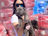Cane Corso Blue Ve Siyah Yavrularım Sağlık Ve Irk Garantilidir