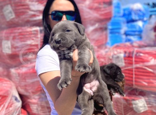 Cane Corso Blue Ve Siyah Yavrularım Sağlık Ve Irk Garantilidir görsel