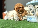 Teacup Toy poodle kaniş apricot kayısı rengi orjinal safkan