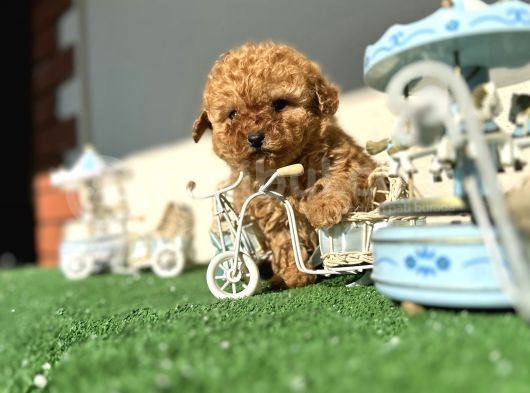 Teacup Toy Poodle Kaniş Apricot Kayısı Rengi Orjinal Safkan