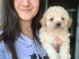 Maltipoo Yavruları Irk Ve Sağlık Garantili