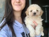 Maltipoo Yavruları Irk Ve Sağlık Garantili