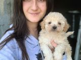 Maltipoo YAVRUları ırk ve sağlık garantili