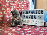 Minyatür Schnauzer Yavru ilanları