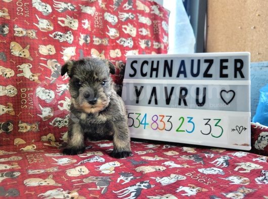 Minyatür Schnauzer Yavru Ilanları