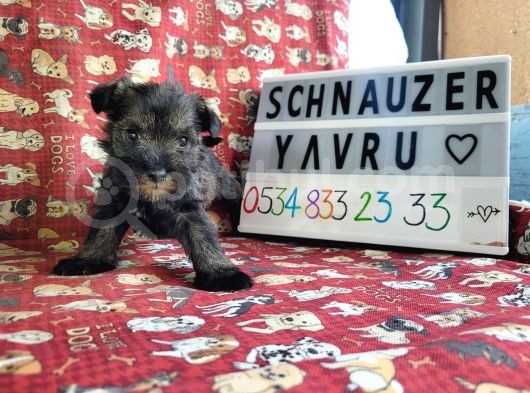 Minyatür Schnauzer Yavru Ilanları görsel