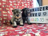 Minyatür Schnauzer Yavru Ilanları