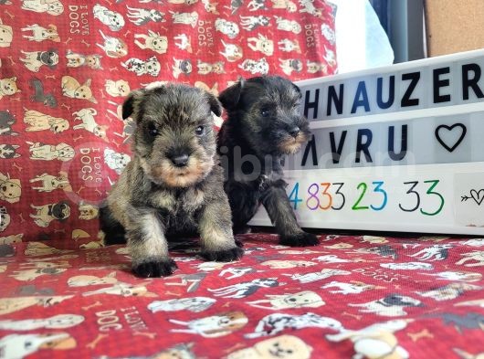 Minyatür Schnauzer Yavru Ilanları görsel