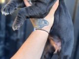 Cane Corso Yavrusu Bursa Köpek Okulu
