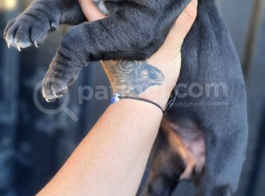 Cane Corso Yavrusu Bursa Köpek Okulu