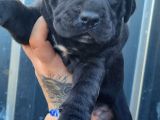 Cane Corso Yavrusu Bursa Köpek Okulu