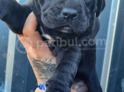 Cane Corso Yavrusu Bursa Köpek Okulu görsel