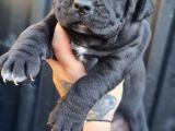 Cane Corso Yavrusu Bursa Köpek Okulu