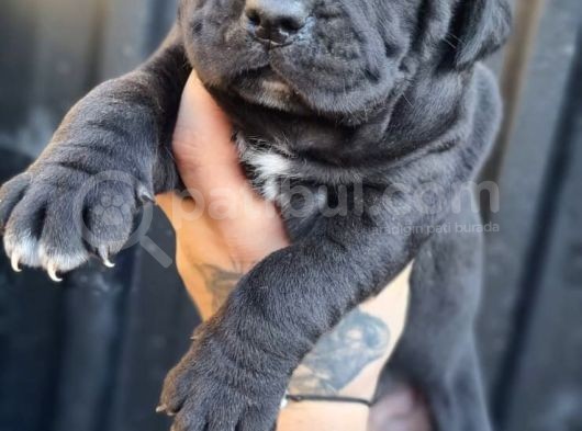 Cane Corso Yavrusu Bursa Köpek Okulu görsel