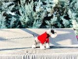 Tek Resmî Üreti̇ci̇si̇nden Mi̇nyatür Schnauzer Yavrular