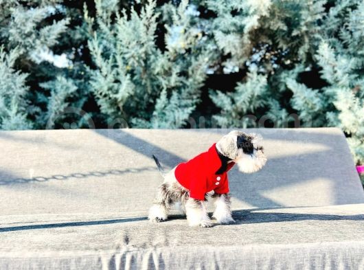 Tek Resmî Üreti̇ci̇si̇nden Mi̇nyatür Schnauzer Yavrular görsel