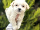 Küçük morkie bebeğim