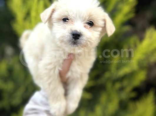 Küçük Morkie Bebeğim