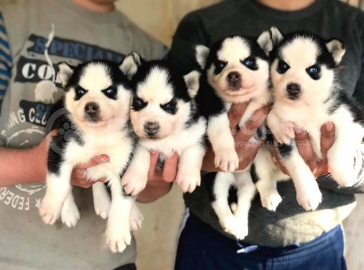 Si̇bi̇rya Kurdu Husky Yavrularimiz