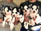 Si̇bi̇rya Kurdu Husky Yavrularimiz