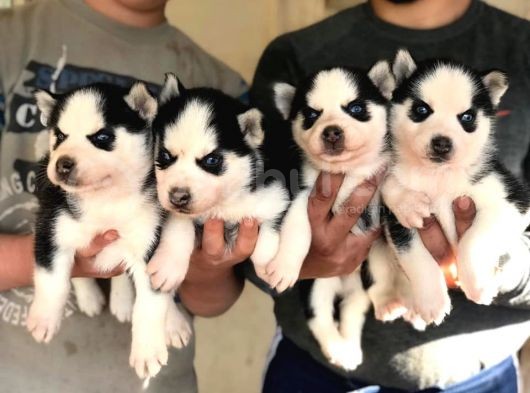 Si̇bi̇rya Kurdu Husky Yavrularimiz görsel