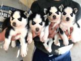 Si̇bi̇rya Kurdu Husky Yavrularimiz
