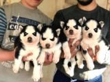 Si̇bi̇rya Kurdu Husky Yavrularimiz