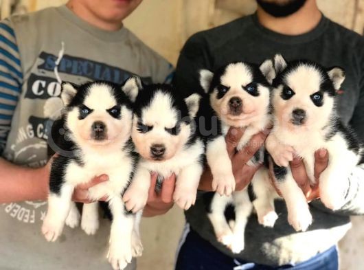 Si̇bi̇rya Kurdu Husky Yavrularimiz görsel
