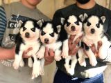 Si̇bi̇rya Kurdu Husky Yavrularimiz