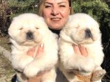 Muhteşem Çin Aslanı Chow Chow Yavrularımız
