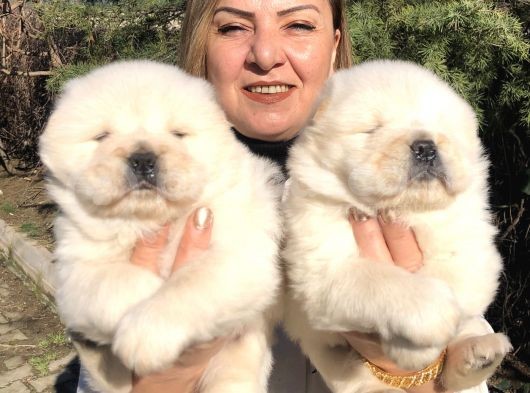 Muhteşem Çin Aslanı Chow Chow Yavrularımız görsel