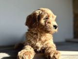 Labradoodle Mini Standart Dev Orjinal Kırmızı Safkan Garantili