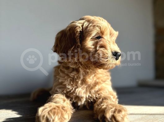 Labradoodle Mini Standart Dev Orjinal Kırmızı Safkan Garantili görsel