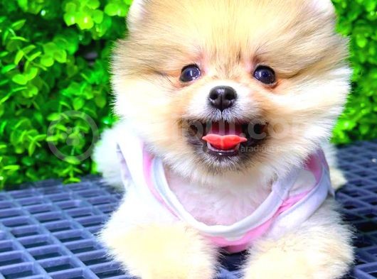 Pomerani̇an Boo Di̇şi̇ Üst Kali̇te görsel