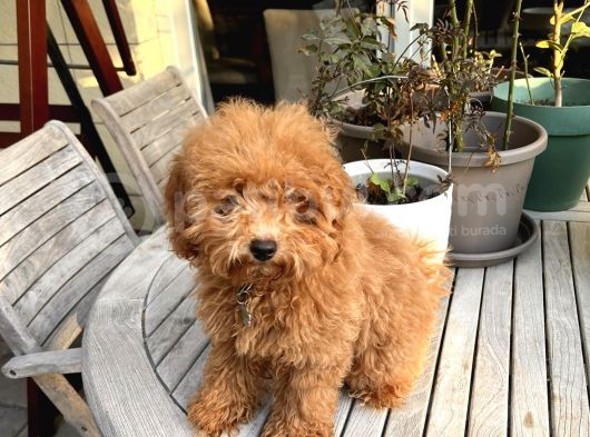 6 Aylik Di̇şi̇ Toy Poodle Yavrumuz görsel
