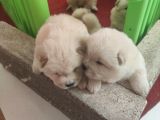Chow Chow Yavrularım Sağlık Ve Irk Garantildşr