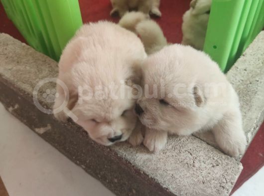 Chow Chow Yavrularım Sağlık Ve Irk Garantildşr görsel