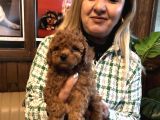 Irk Garantili Harika Toy Poodle Yavrularımız