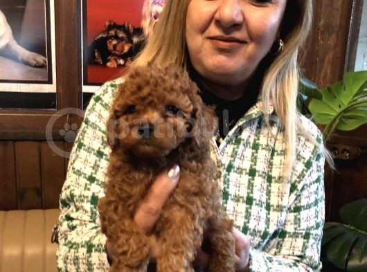 Irk Garantili Harika Toy Poodle Yavrularımız görsel