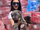 Cane Corso Blue Ve Siyah Yavrularım Sağlık Ve Irk Garantilidir
