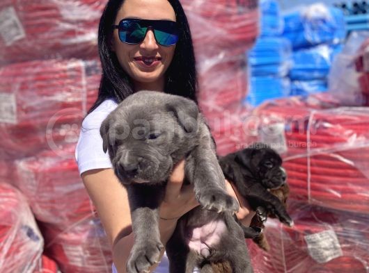 Cane Corso Blue Ve Siyah Yavrularım Sağlık Ve Irk Garantilidir görsel