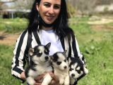 Husky yavrularım sağlık ve ırk gstantili