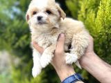 Sütlü Kahve Maltipoo Bebeğim