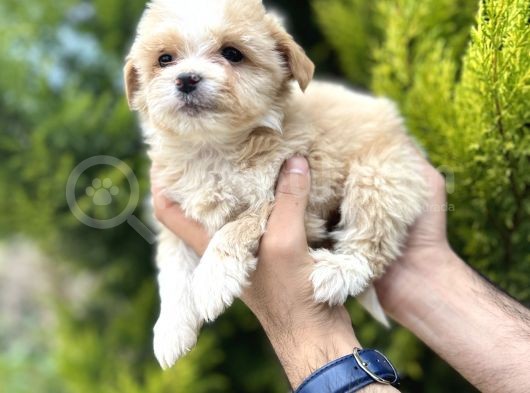 Sütlü Kahve Maltipoo Bebeğim görsel