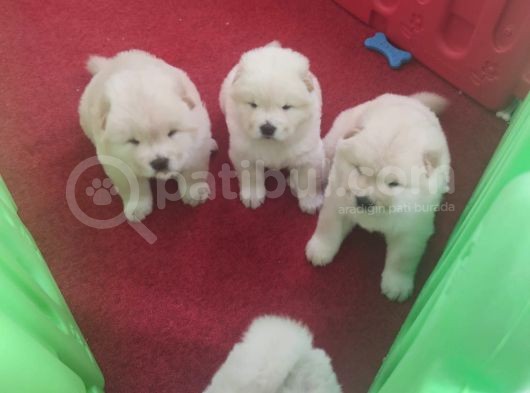 Chow Chow Yavrularım Sağlık Ve Irk Garantildşr görsel